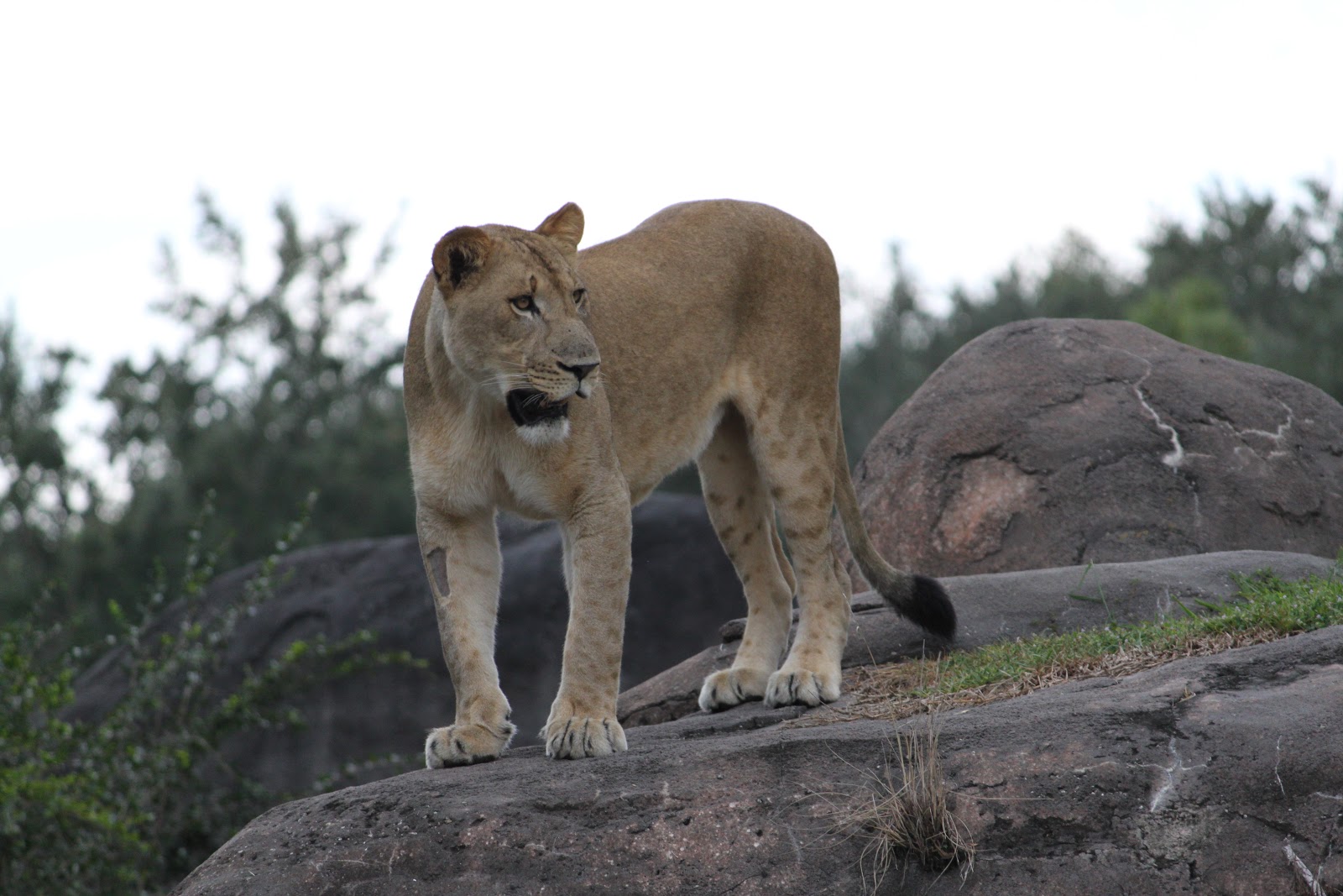 darthmaz314 Walt Disney World Mythbusting Part II of Where are the