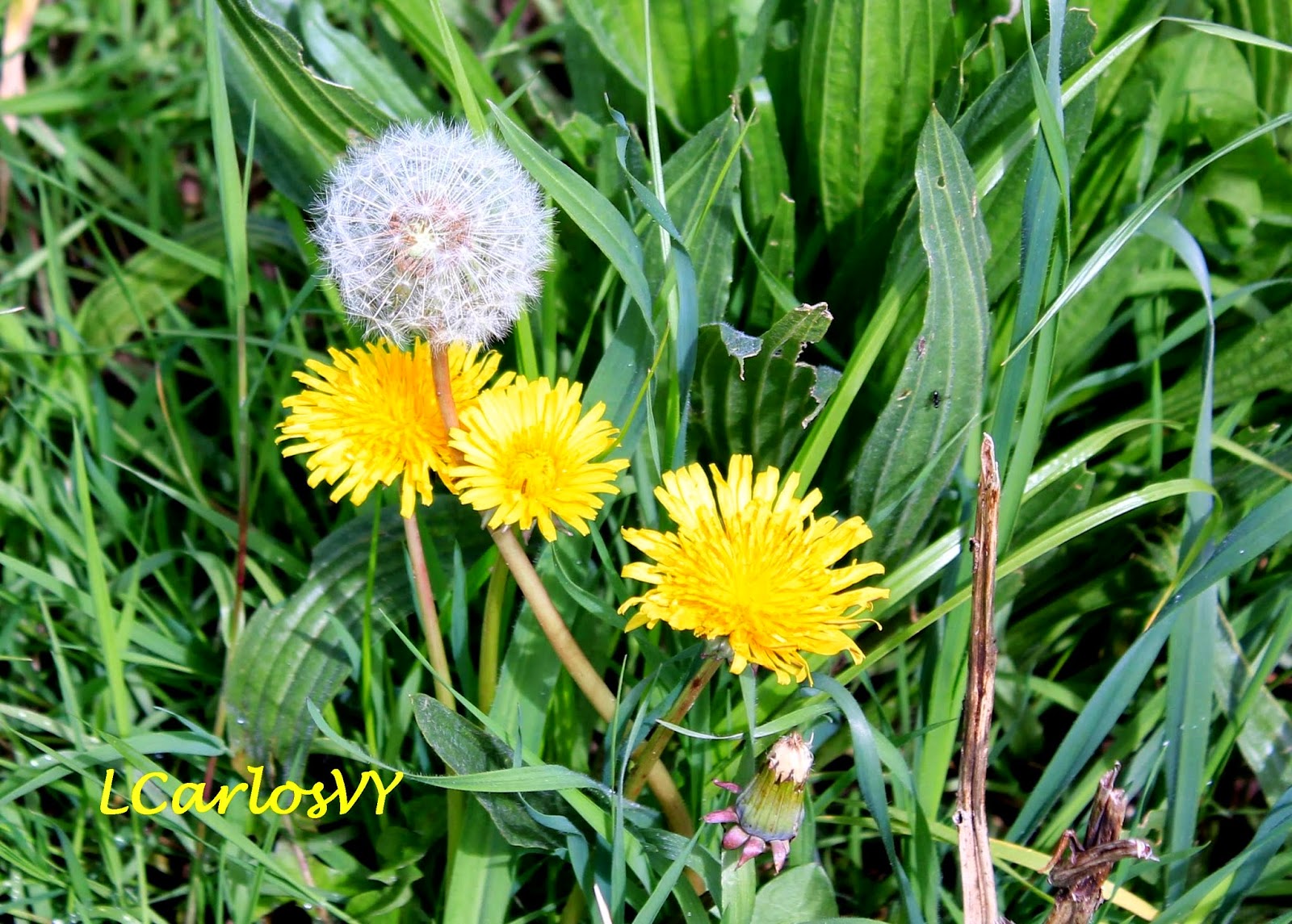 Plantas silvestres de Asturias Diente de león Taraxacum