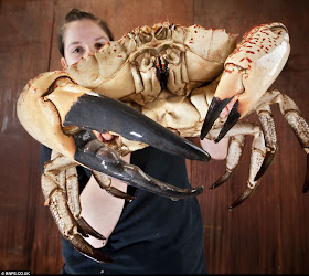 أكبر سرطان في العالم تزن أكثر من 5 كغم Largest+Crab+04