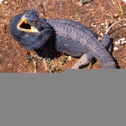german giant bearded dragon