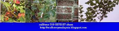 Mulberry Malaysia