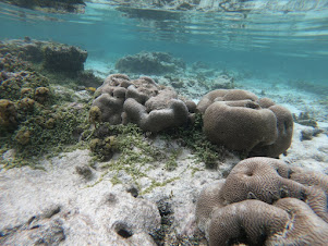 Beautiful and very common Corals on the sea bed.