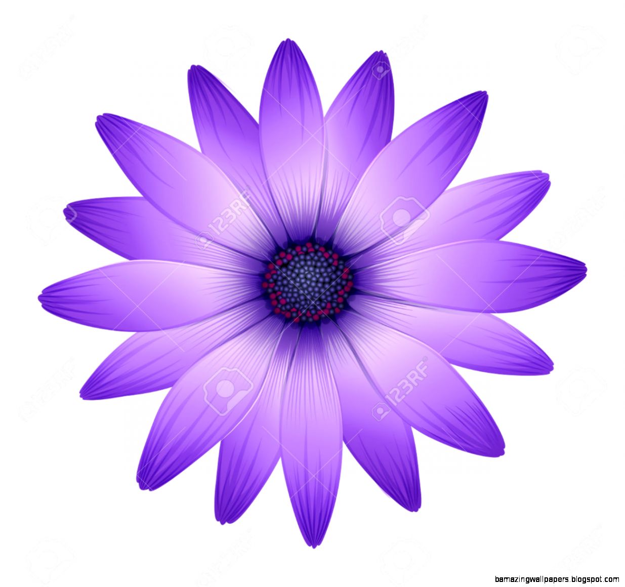 Illustration Of A Fresh Purple Flower On A White Background Illustration Of A Fresh Purple Flower On A White Background