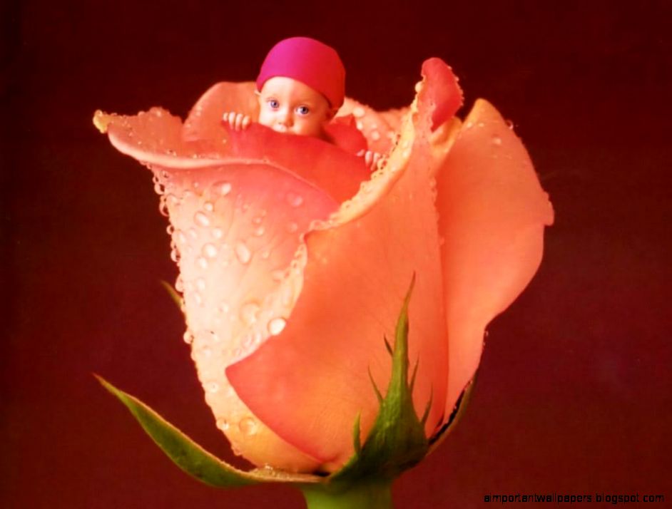 Roses images Rose BudWallpaper HD wallpaper and background photos Roses images Rose BudWallpaper HD wallpaper and background photos