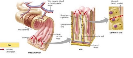 Rozaini Othman (Guru Cemerlang Biologi): Digestive System