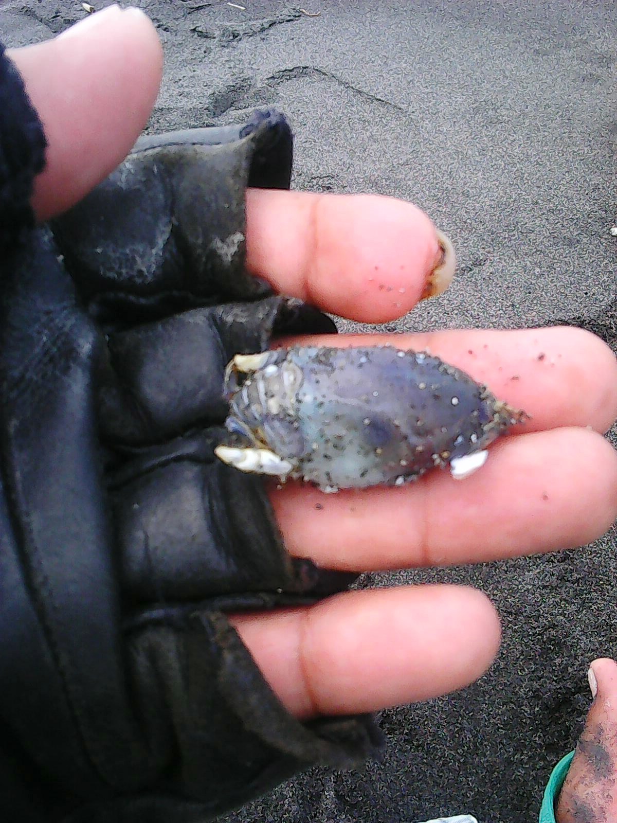 BELAJAR MEMASANG UMPAN UNDUR-UNDUR - MANCING PASIRAN ~ Surf Fishing