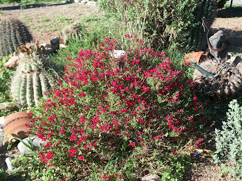 Texas Sage