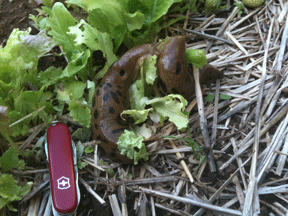 Slugs In Oregon