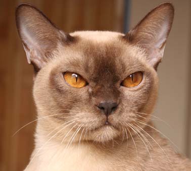 Burmese Cat Pictures