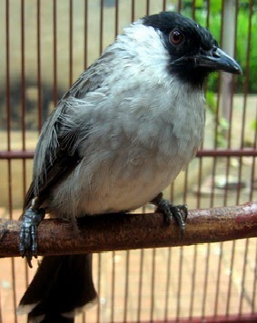 Kicau Mania Kissawa Daftar Harga Burung Kutilang Terbaru