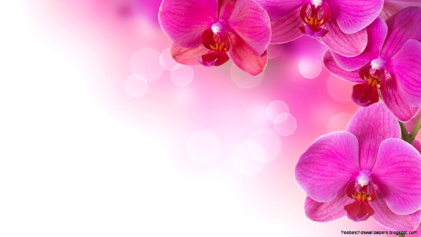 Pink Flower Wallpaper 6966339 Pink Flower Wallpaper 6966339