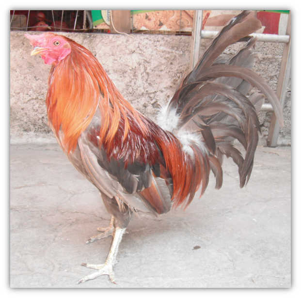 JI GALLOS Gallo Cenizo (Miner Blue)
