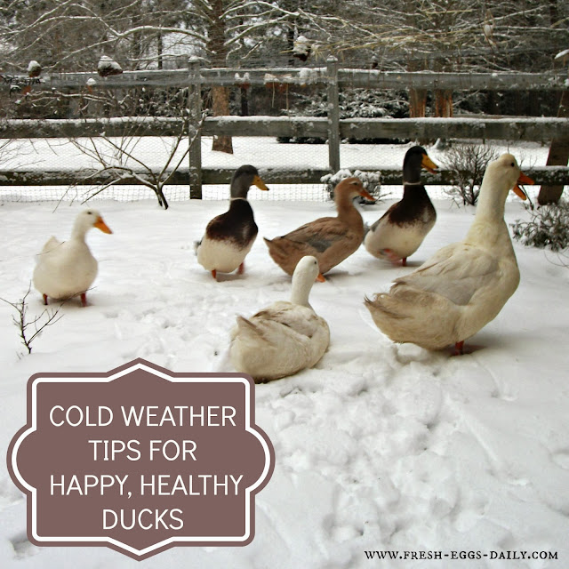 Mina Cold Weather Tips for Winter Duck Care