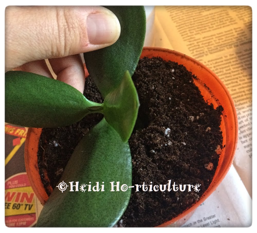 ✿ How To - Propagating