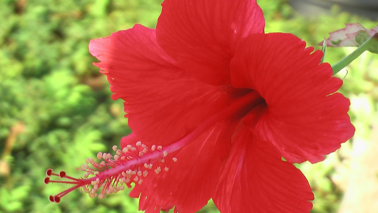 Homemade Herbal Shampoo RecipesHow to make herbal shampoo at home