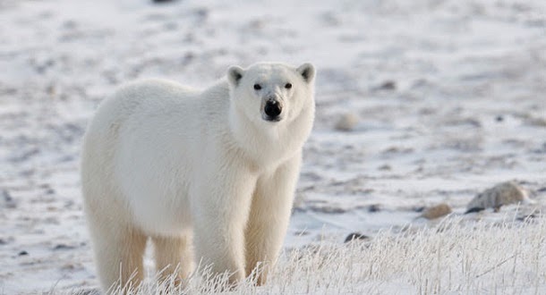 Incrível vídeo mostra como vivem os ursos polares
