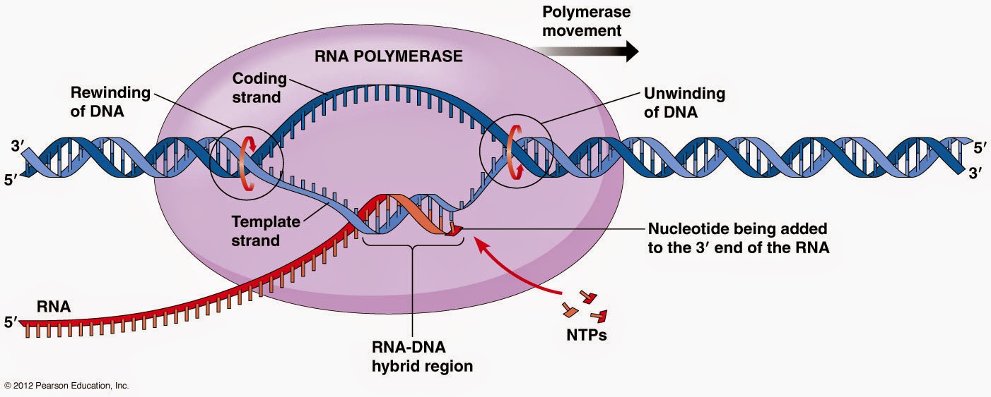 Grade 12 Biology Blog DNA Transcription