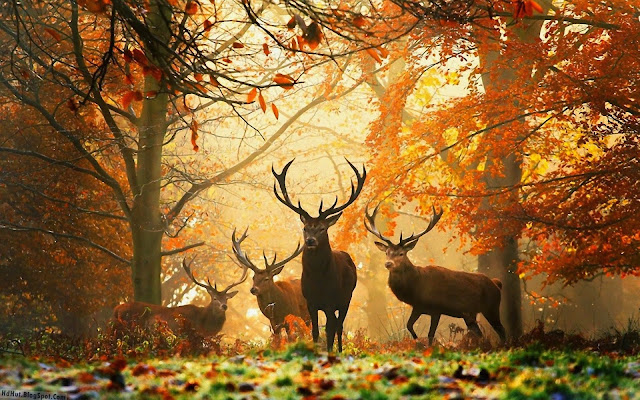 http://hdhut.blogspot.com/2014/02/top-14-beautiful-deer-wallpapers-in-hd.html