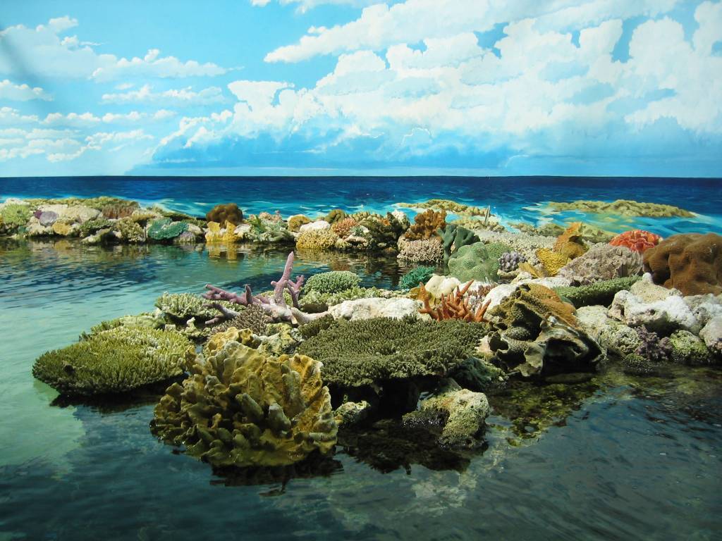 Travel n Travel: Great Barrier Reef - A Natural Wonder of the World