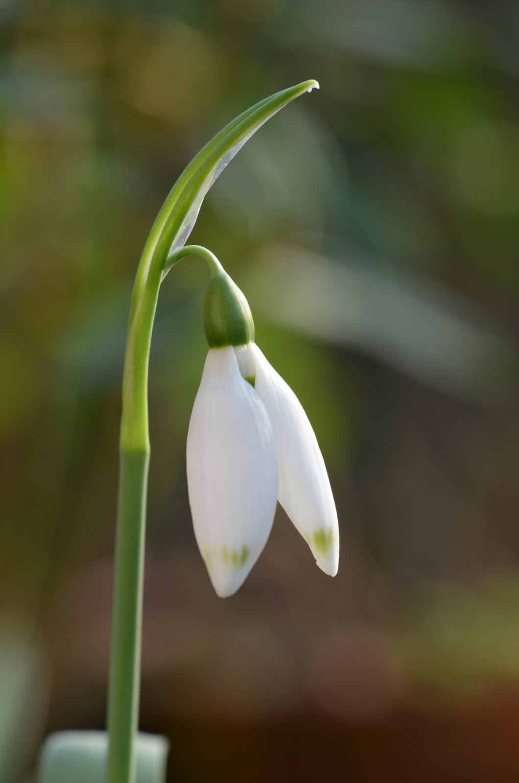 Galanthus Four Collectors Snowdrops in Flower Today