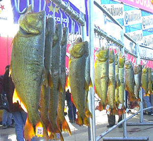 Pesca del Dorado en la costa Pesca en America Latina