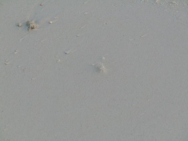 Sand-Crab
