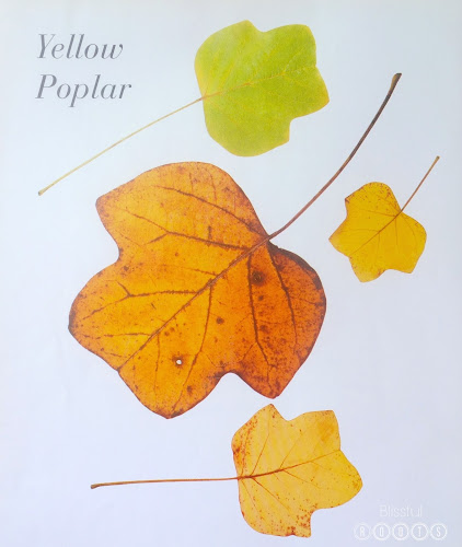 Autumn Leaves by Ken Robbins for Fall Decor @ Blissful Roots
