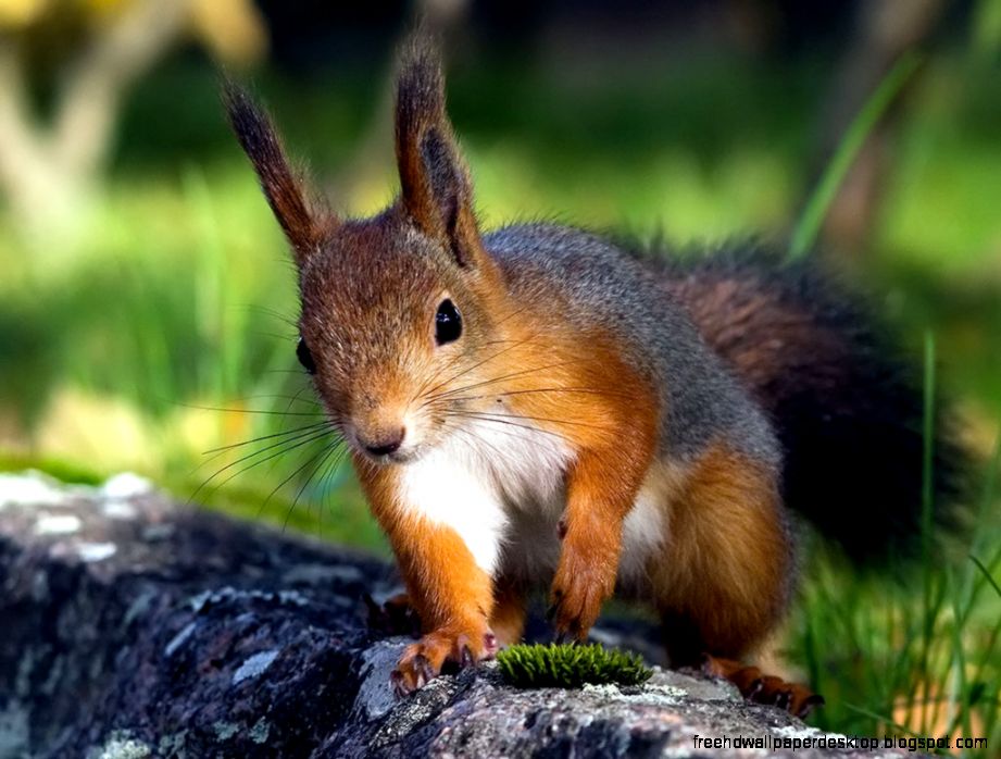 Cute Red Squirrel Cute Red Squirrel