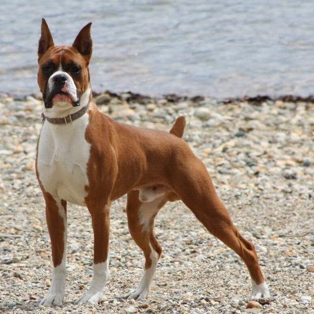 KÖPEK CİNSLERİ Boxer köpeği , özellikleri