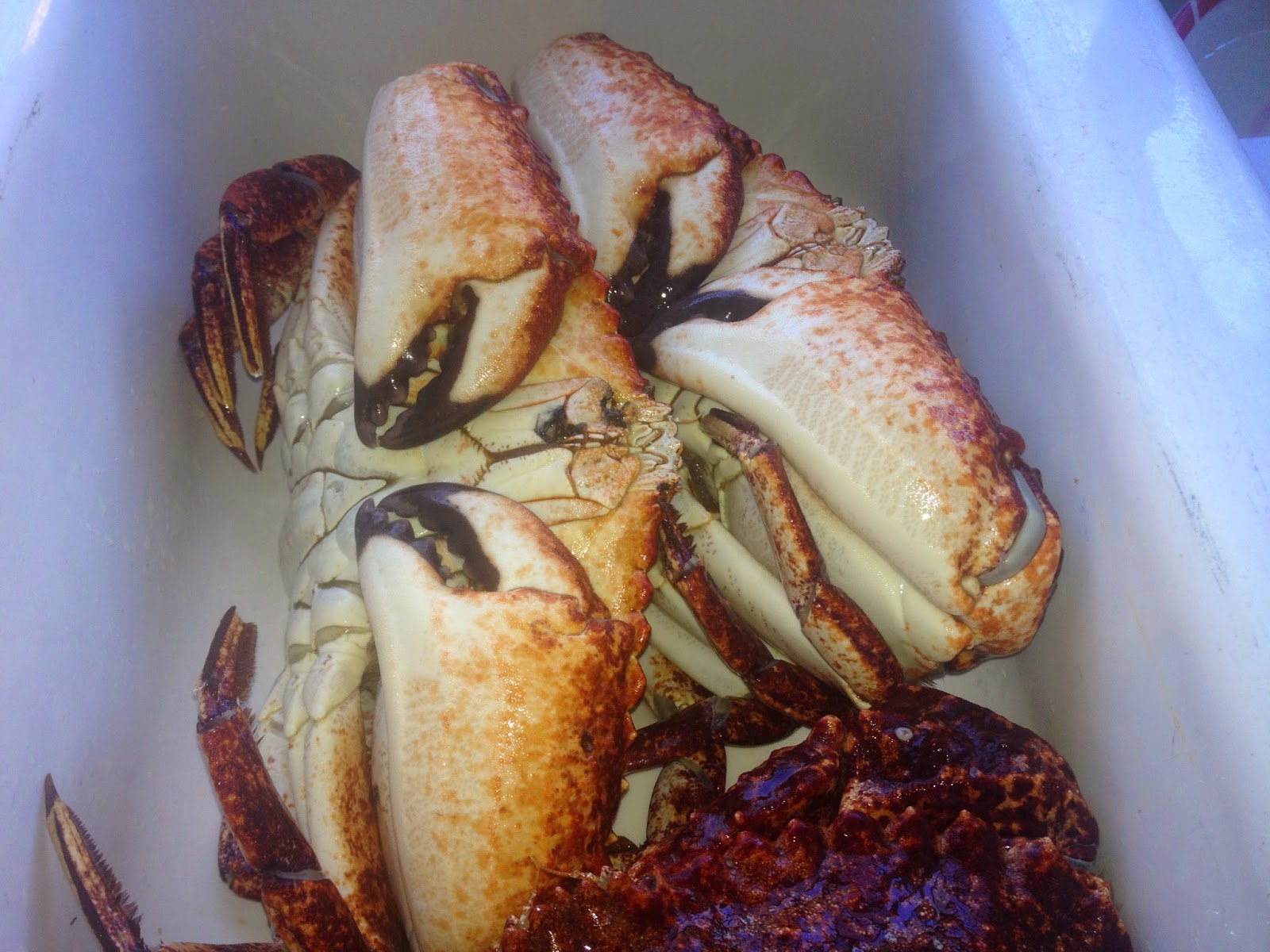 What Good Looking Rock Crabs Look Like Self Sagacity