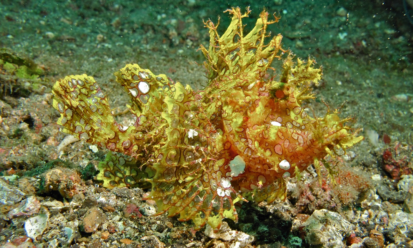 real monstrosities rhinopias scorpionfish