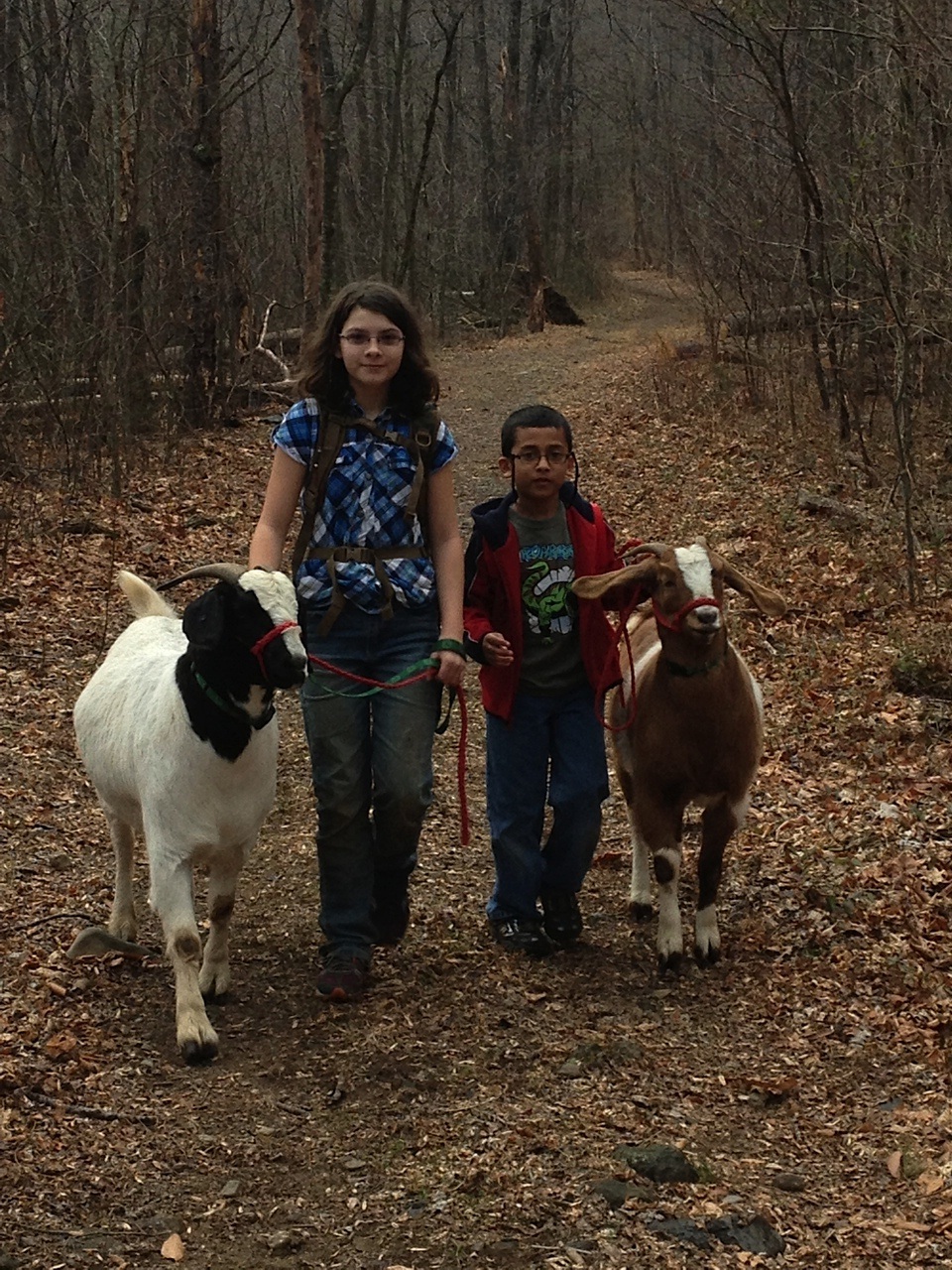4H in Orange County, VA Goat Club Members Start Training Pack Goats
