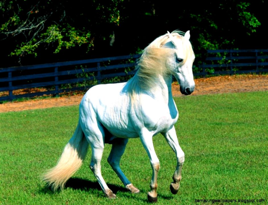 White Horse Desktop Wallpapers  White Horse Pictures  Cool White Horse Desktop Wallpapers  White Horse Pictures  Cool
