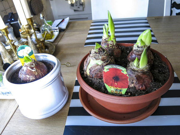 amaryllis amaryllis