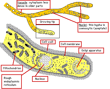 OH93 Independent study on FUNGI: Morphology: Microscopic structures
