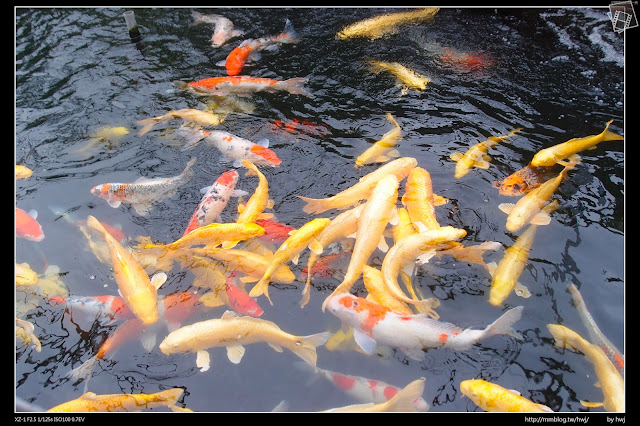 2015-01-30南投草屯石川-樸提蘭園-全國最大狐狸尾蘭及茶花展示農場