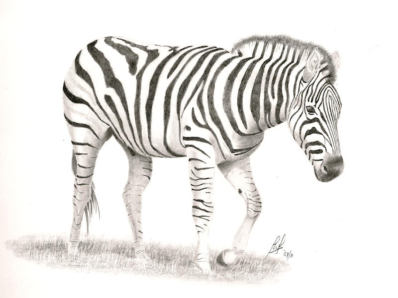 a zebra drawing a zebra drawing