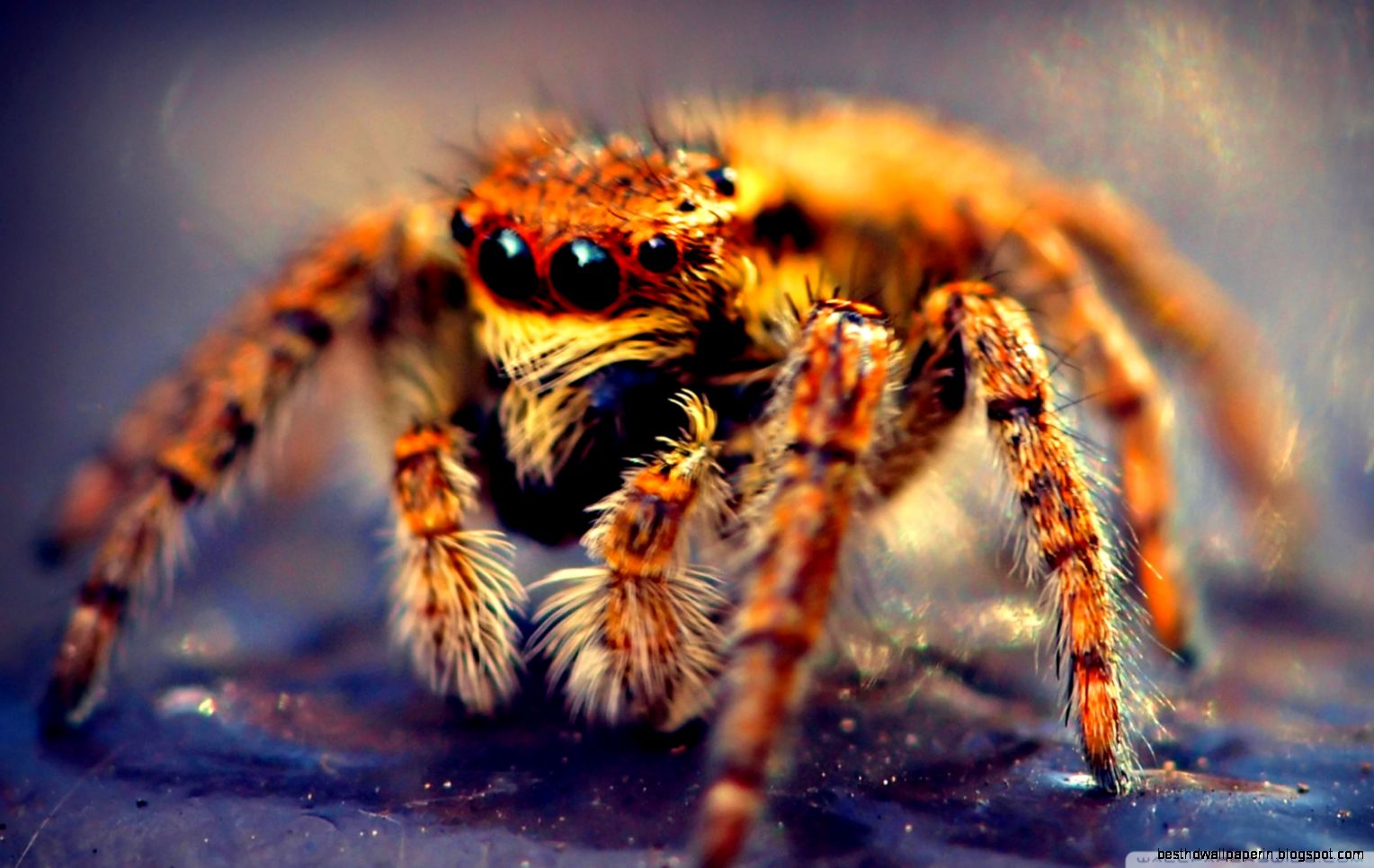 Spider Macro HD desktop wallpaper Widescreen High Definition Spider Macro HD desktop wallpaper Widescreen High Definition