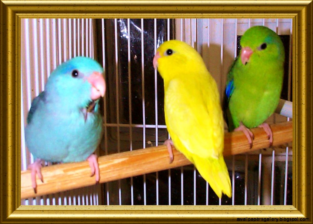 Baby Pet Birds Amazing Wallpapers Baby Pet Birds Amazing Wallpapers