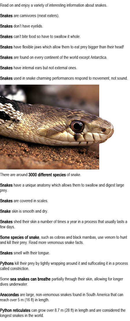 Information about snakes for kids