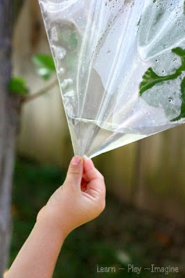 Simple science for kids - how does a leaf get water?
