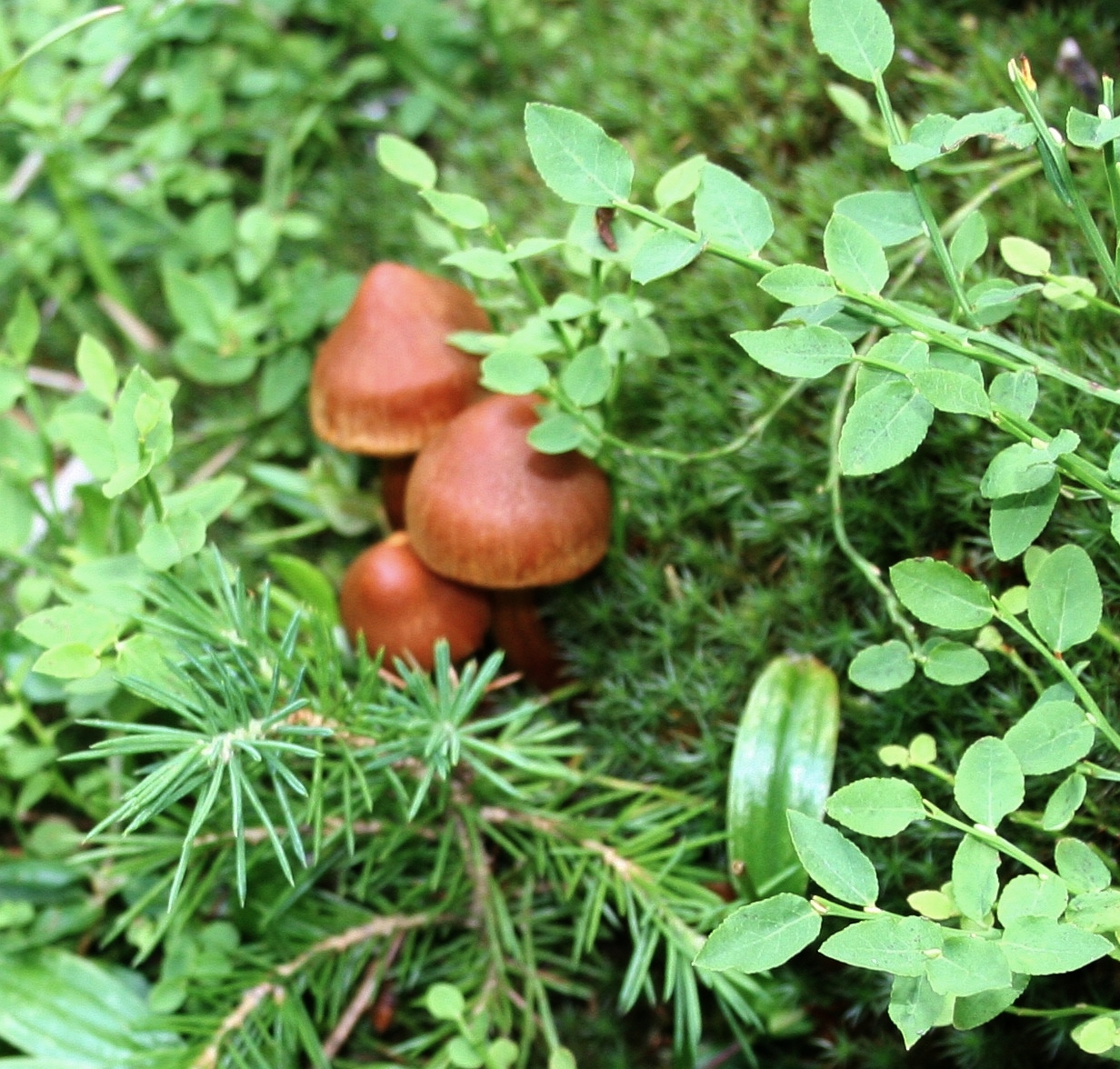 Mushrooms and Fungi of the Bighorn Mountains Rust colored mushrooms