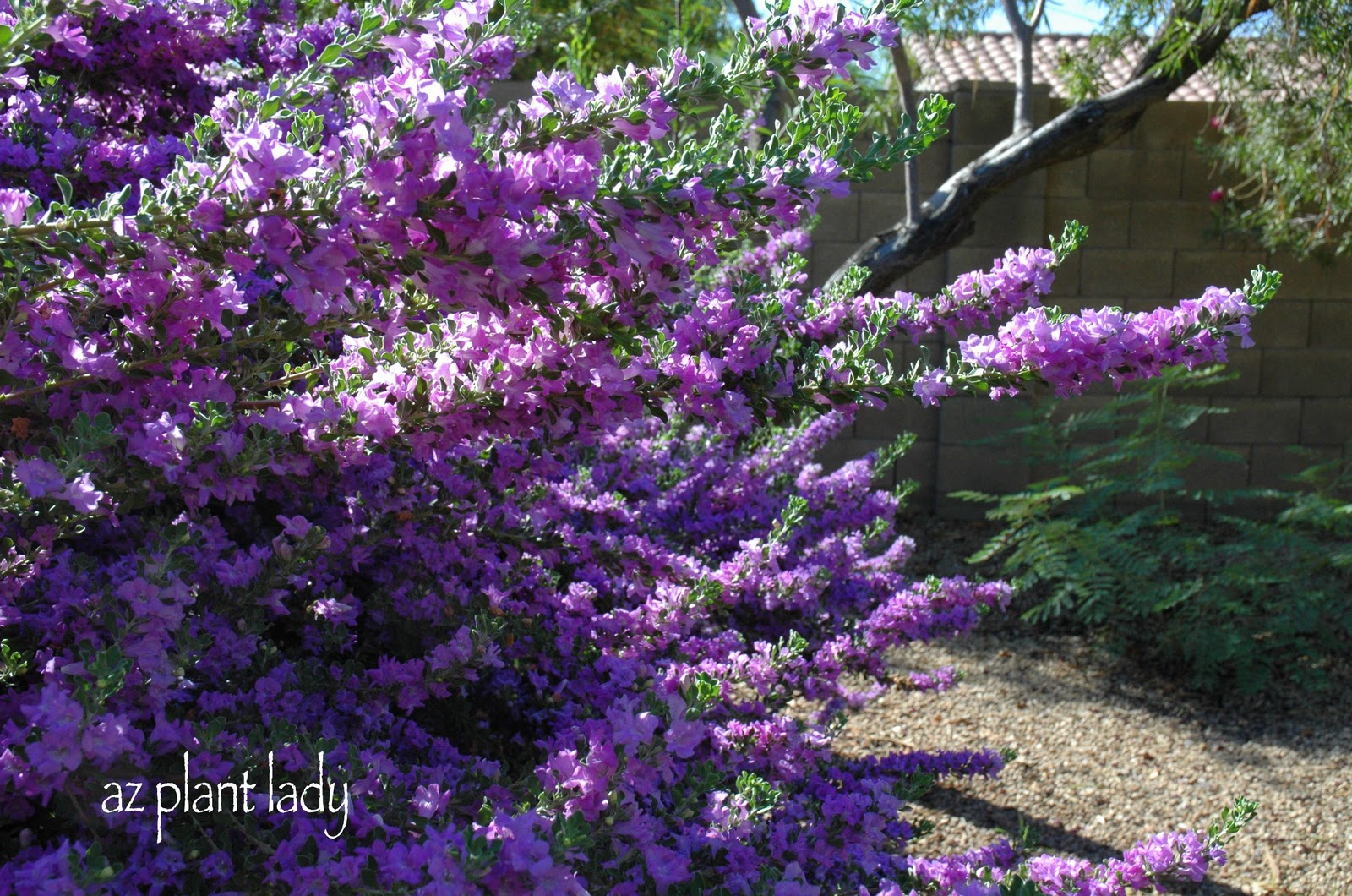 Purple Lilac Vine Archives Ramblings From A Desert Garden