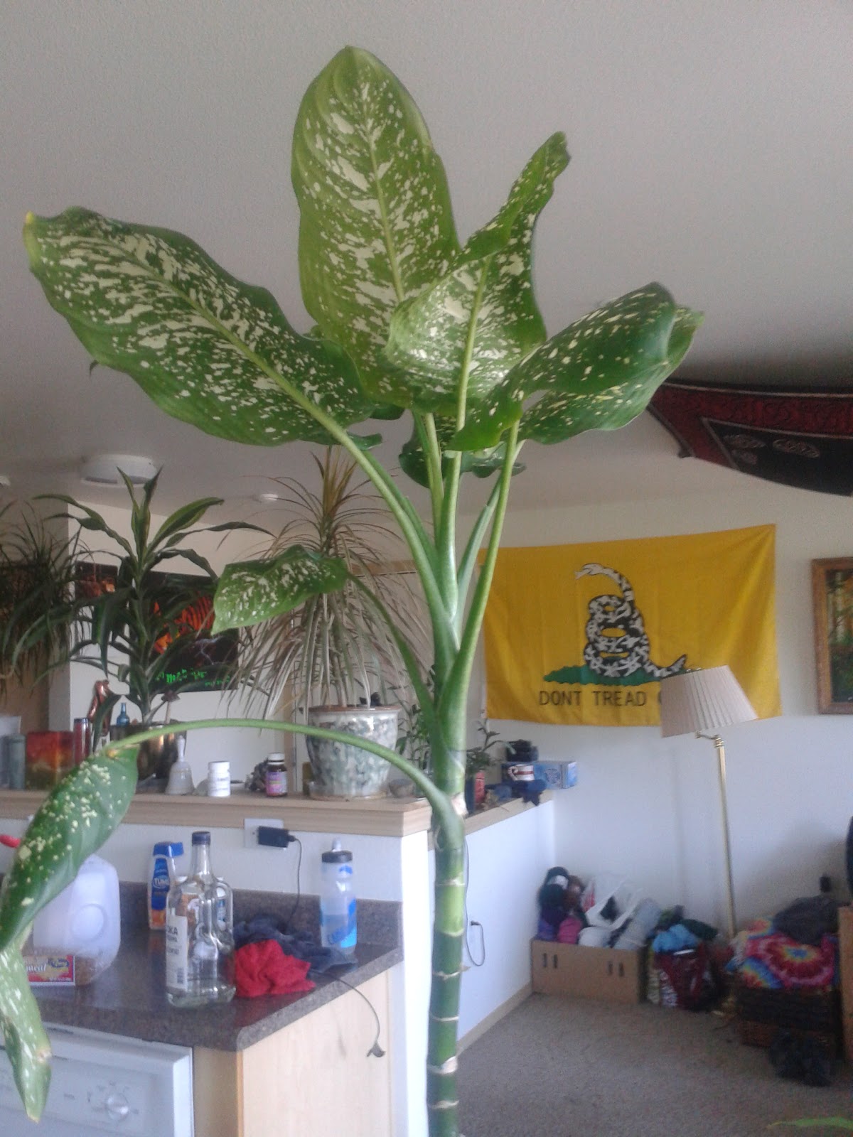 Dumb Cane Plants