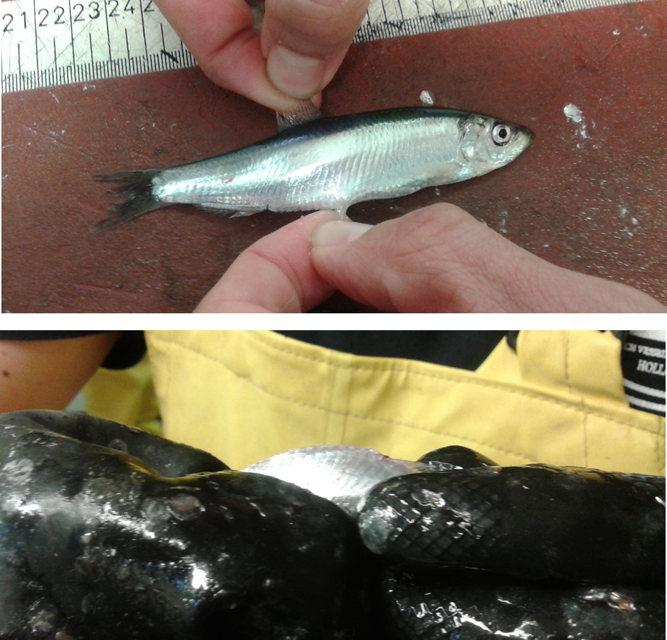 Herring Acoustic Survey young herring & sprat, fish schools in 3D!!