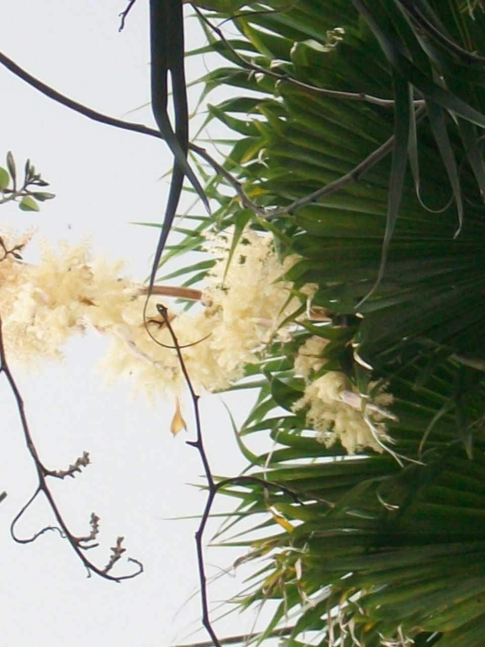 Teresita Flowers