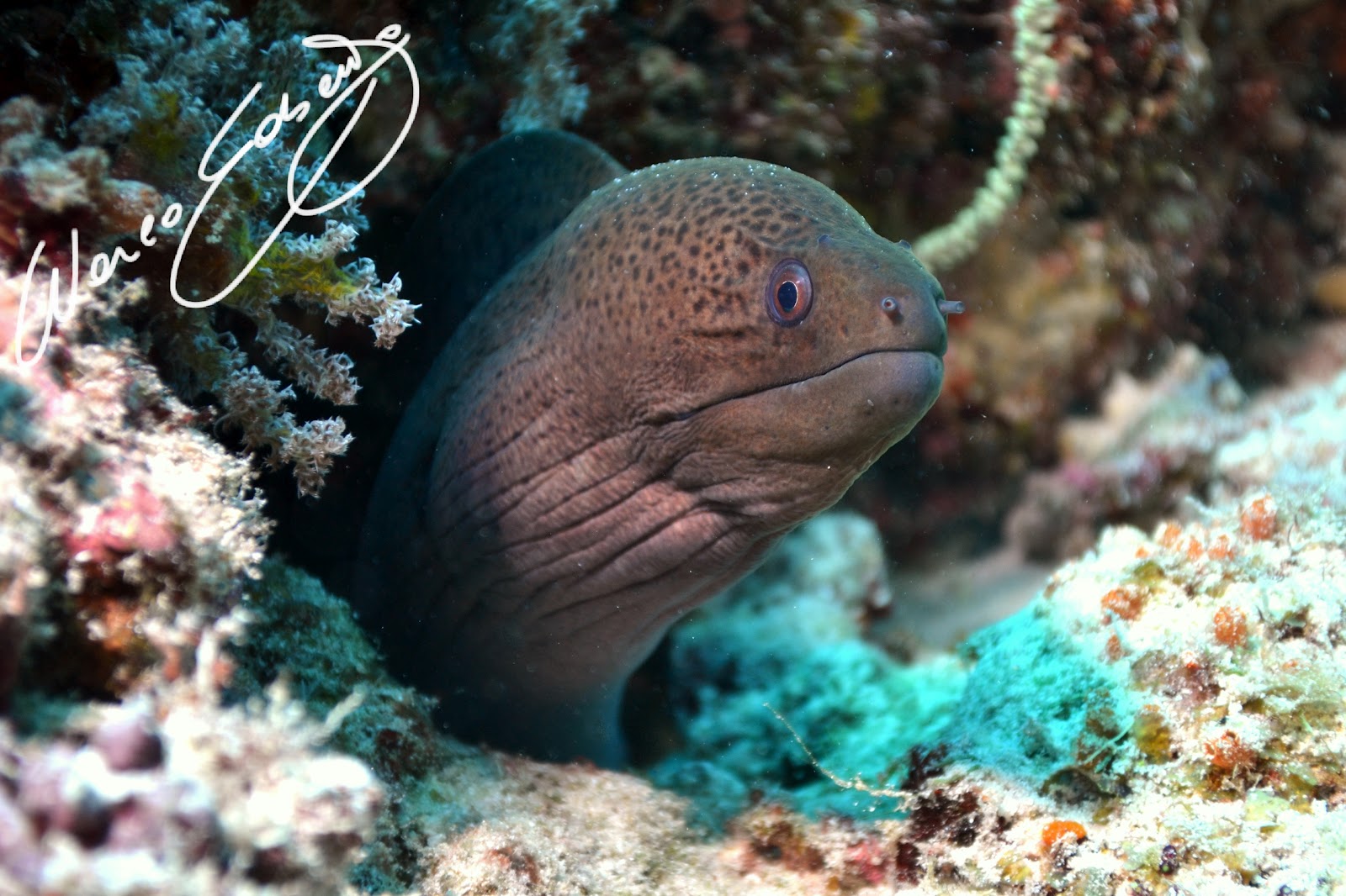 Scuba Photos Gallery 2012