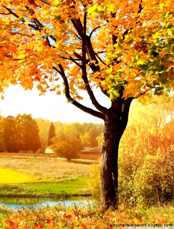 A Beautiful View Of Colorful Autumn Trees HD desktop wallpaper A Beautiful View Of Colorful Autumn Trees HD desktop wallpaper