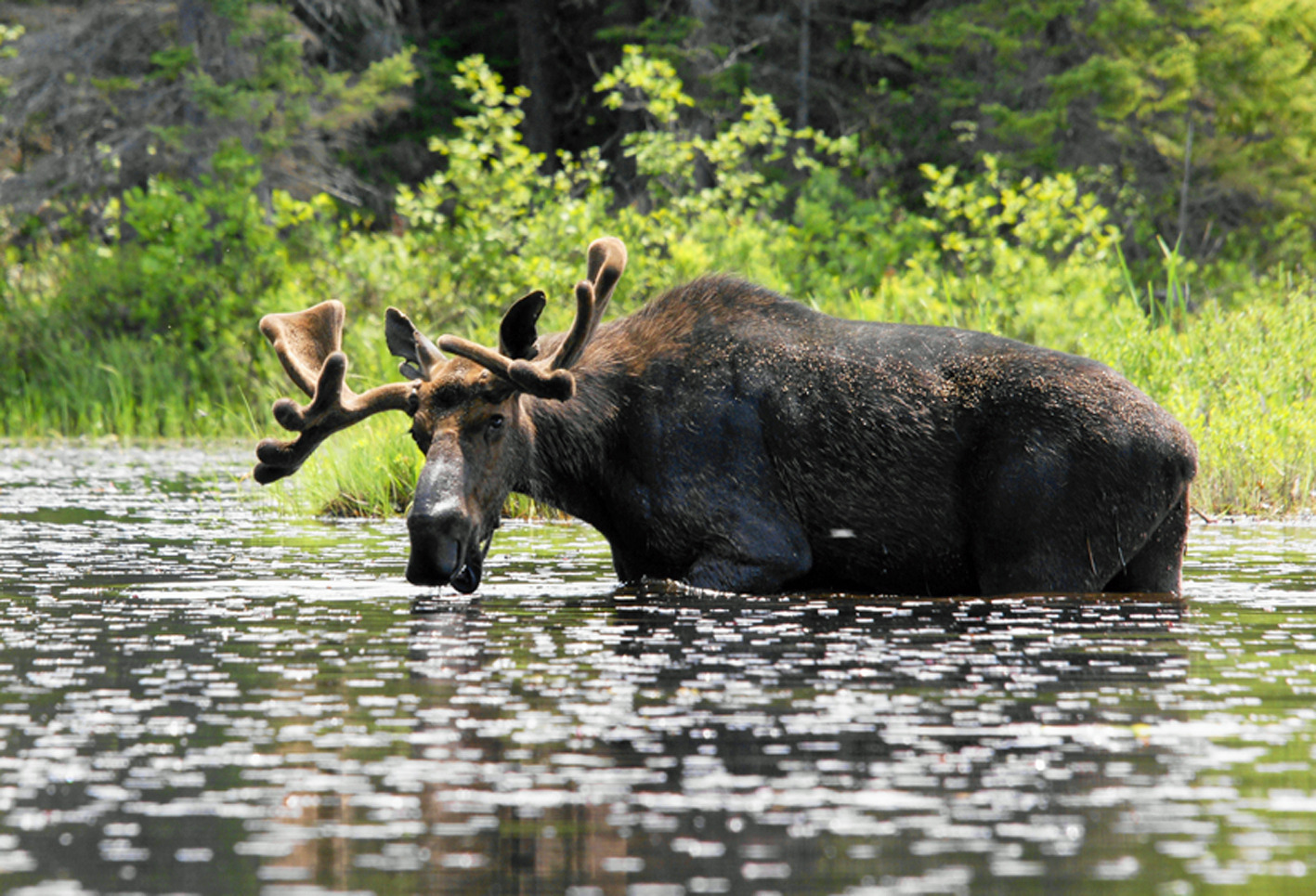 smiling moose bob dowson thank ...