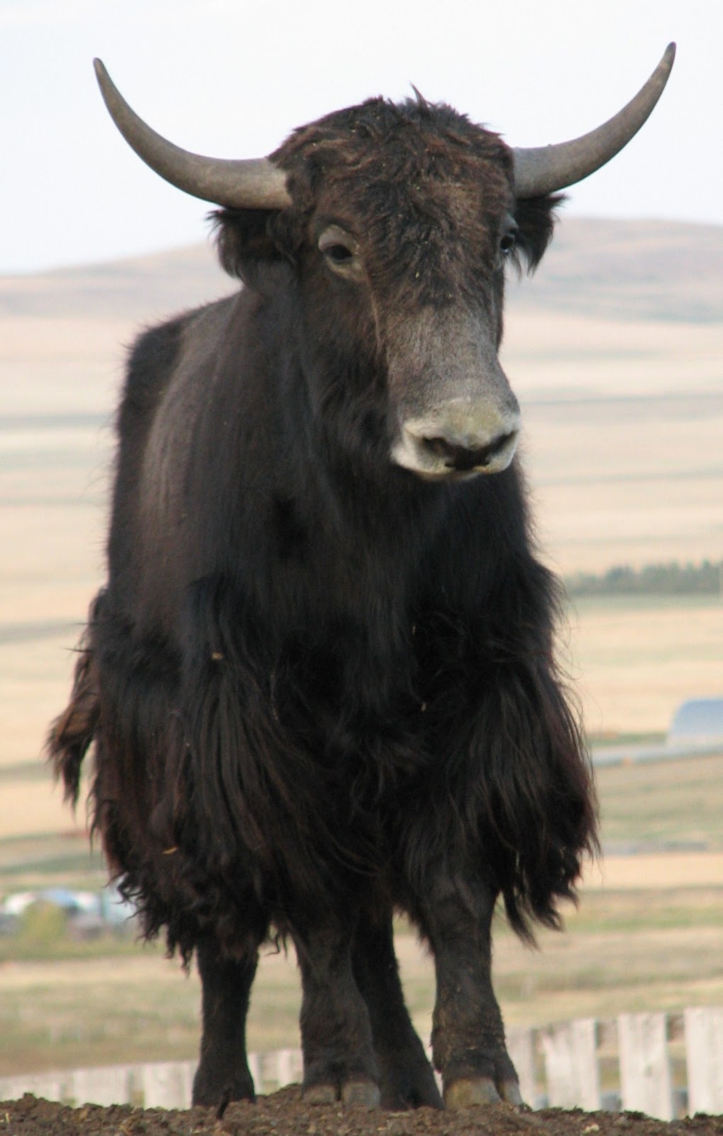 Springridge Ranch GrassFed YakCross Beef The New Yaks On The Block